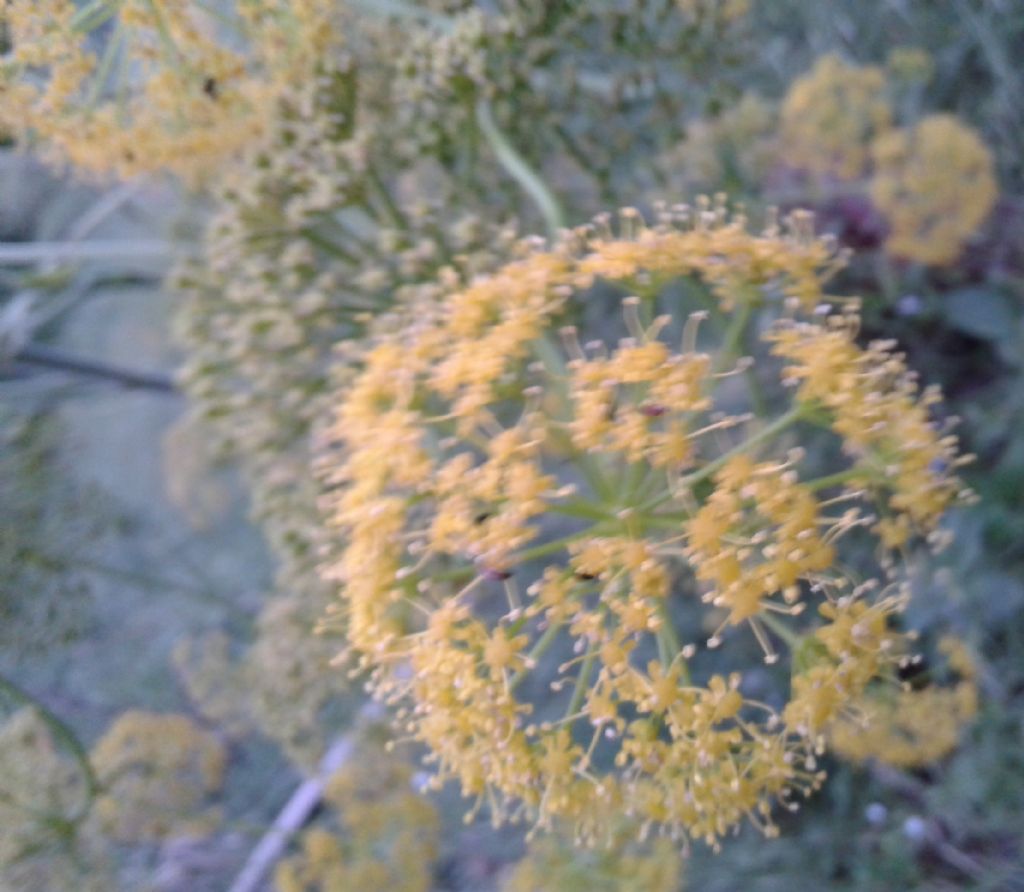 Strapiombo Fiori gialli: Ferula cfr. communis (Apiaceae)